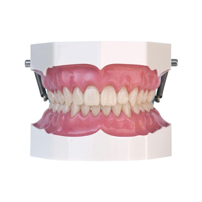 POC FLEX MODELO DENTAL COMPLETO SUP/INF